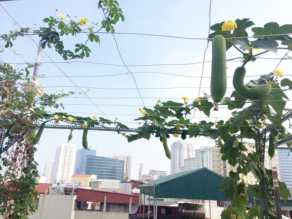 san thuong 70m2 trong du loai rau qua nhu vuon duoi mat dat o ha noi