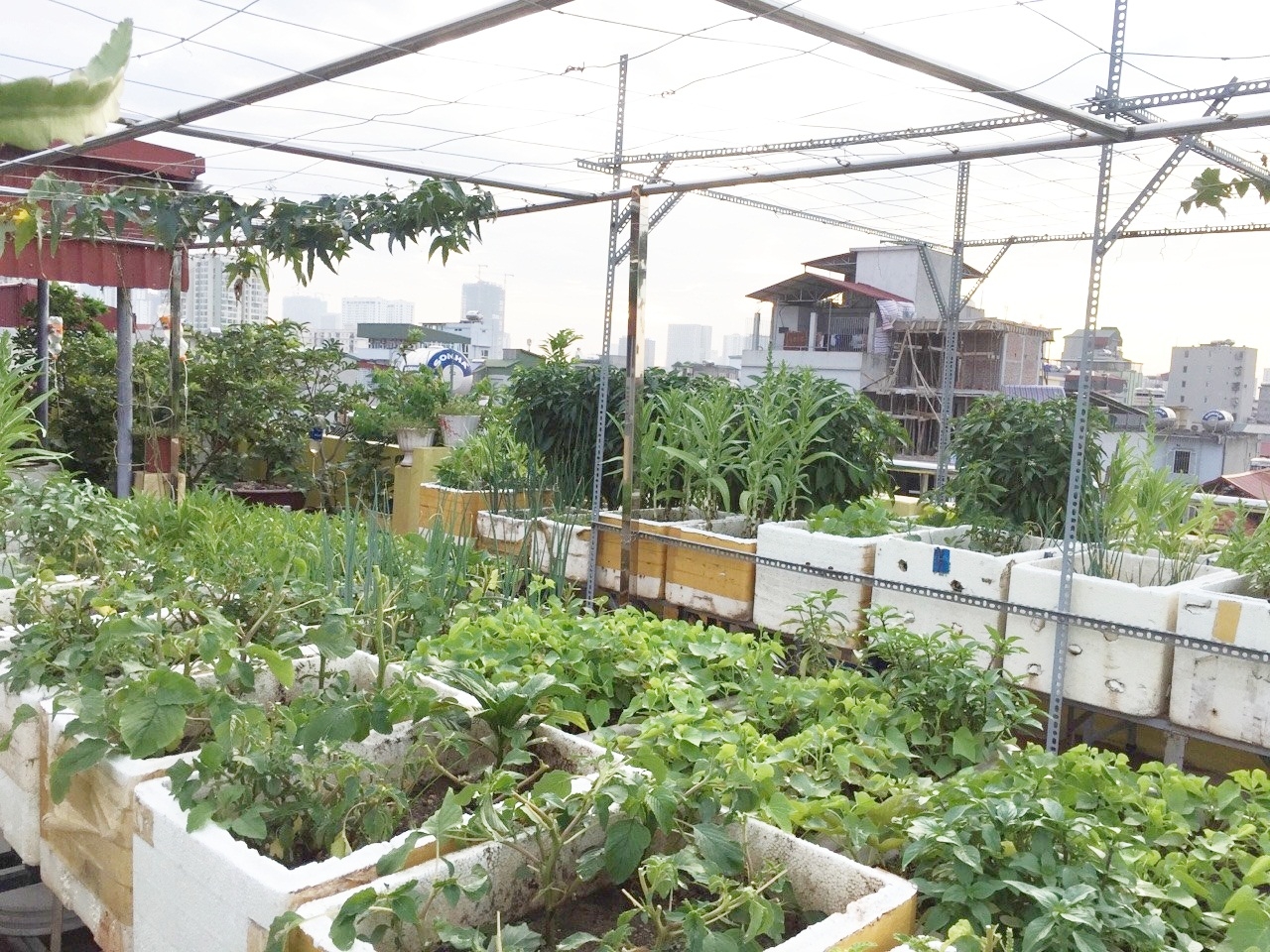Sân thượng 70m2 trồng đủ loại rau quả ở Hà Nội san thuong 70m2 trong du loai rau qua nhu vuon duoi mat dat o ha noi