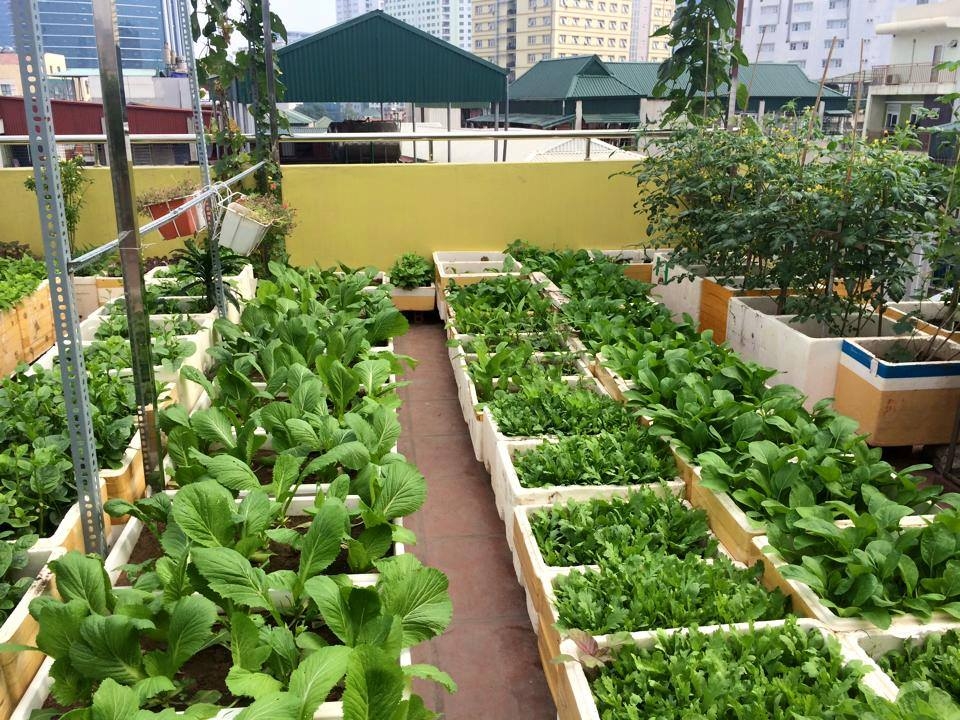 Sân thượng 70m2 trồng đủ loại rau quả ở Hà Nội san thuong 70m2 trong du loai rau qua nhu vuon duoi mat dat o ha noi