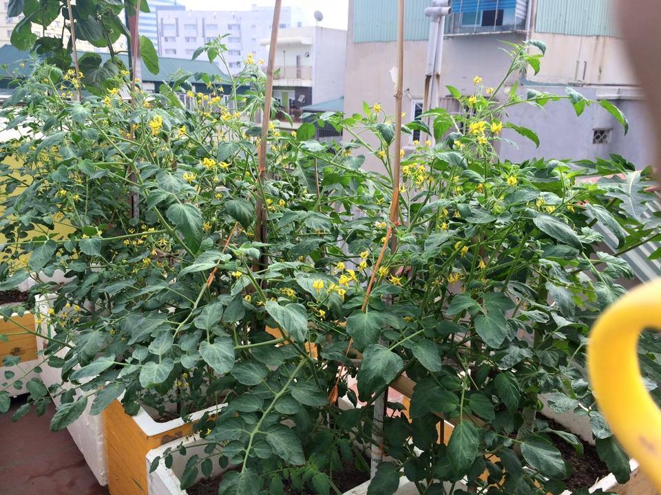 san thuong 70m2 trong du loai rau qua nhu vuon duoi mat dat o ha noi
