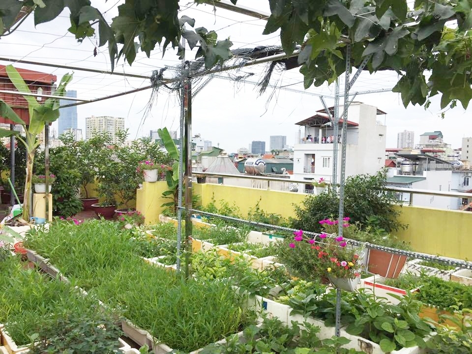 Sân thượng 70m2 trồng đủ loại rau quả ở Hà Nội san thuong 70m2 trong du loai rau qua nhu vuon duoi mat dat o ha noi