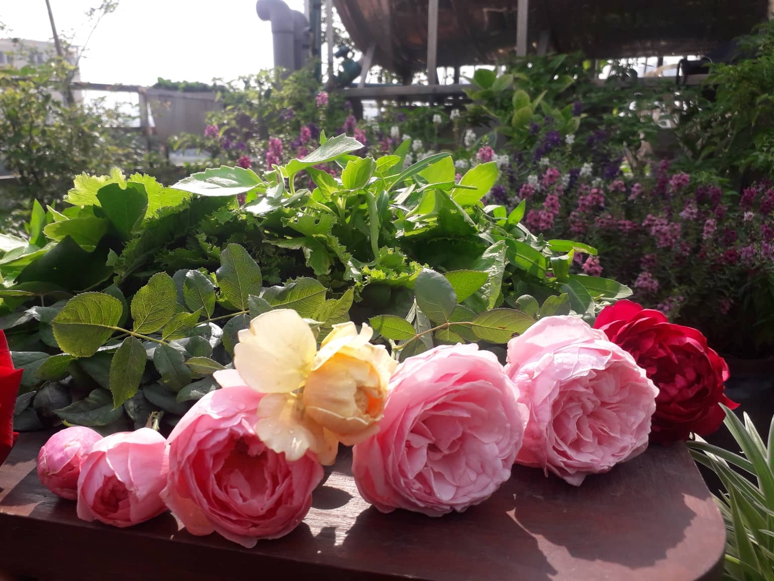 khu vuon nhieu nang am va rau qua sach tren san thuong rong 50m2 o ha noi
