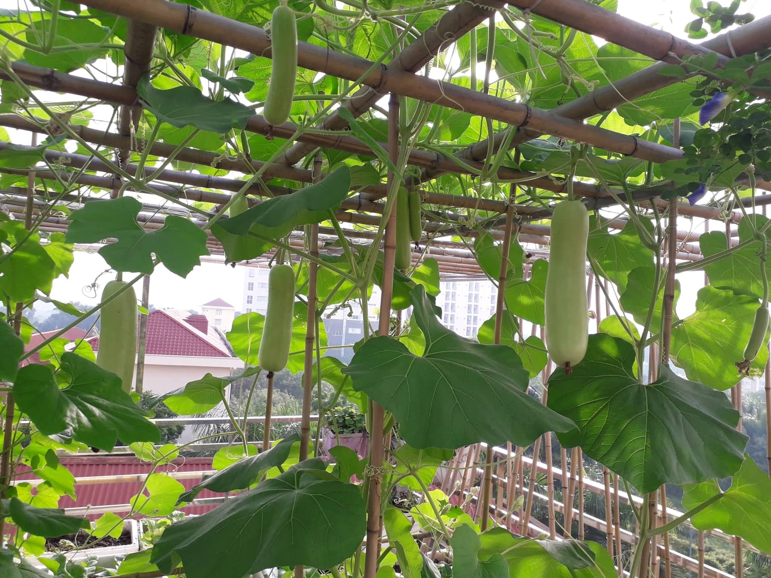 Khu vườn nhiều nắng ấm và rau quả sạch trên sân thượng rộng 50m2 ở Hà Nội khu vuon nhieu nang am va rau qua sach tren san thuong rong 50m2 o ha noi