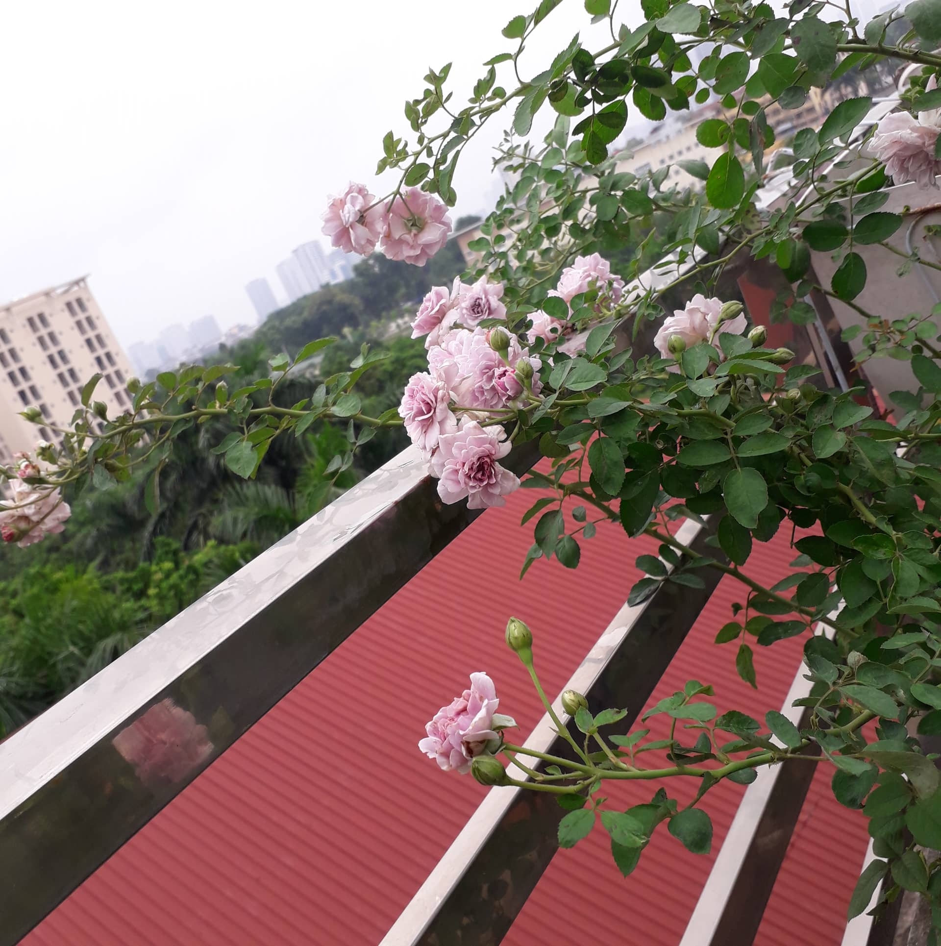 khu vuon nhieu nang am va rau qua sach tren san thuong rong 50m2 o ha noi