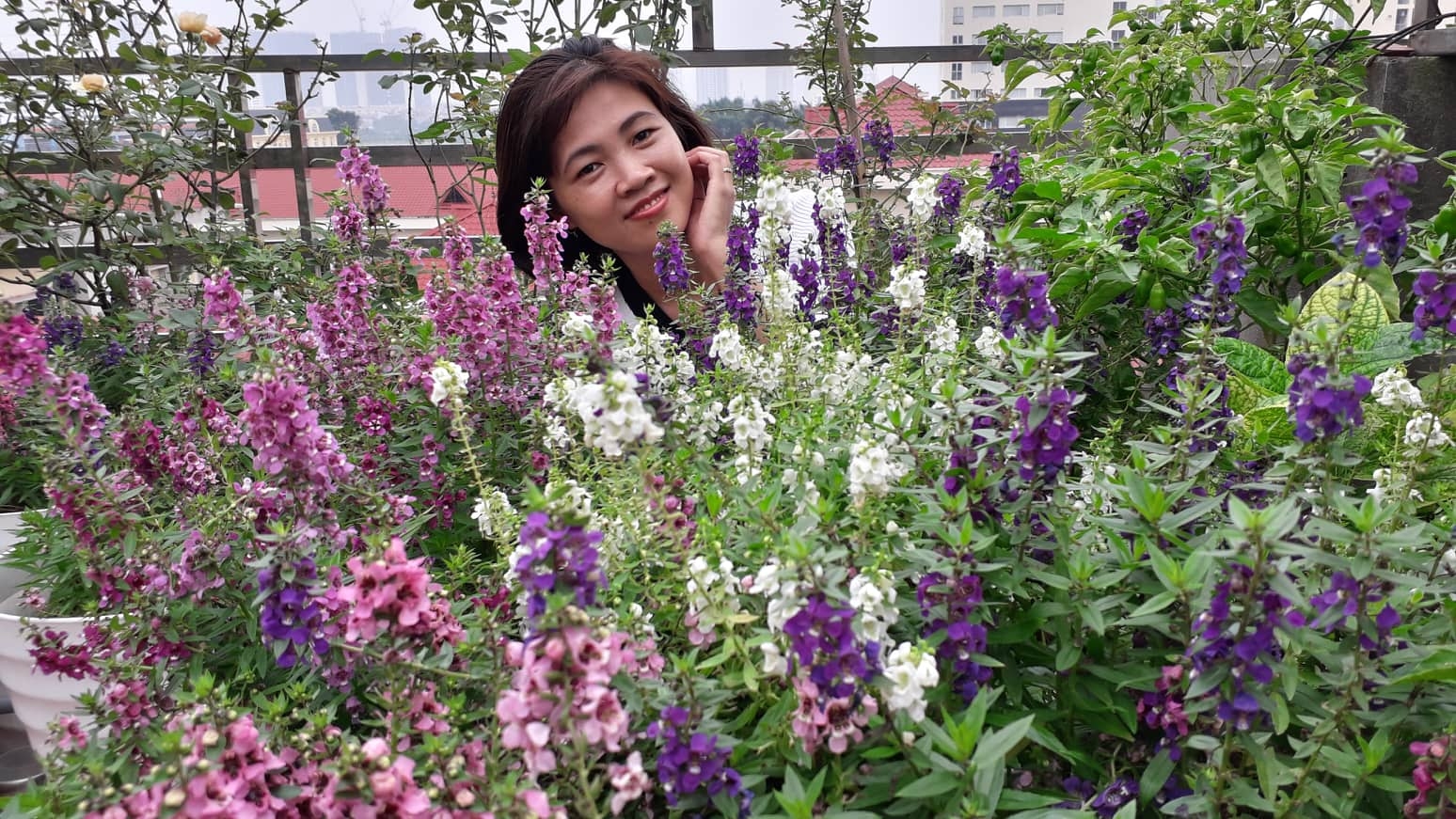 Khu vườn nhiều nắng ấm và rau quả sạch trên sân thượng rộng 50m2 ở Hà Nội khu vuon nhieu nang am va rau qua sach tren san thuong rong 50m2 o ha noi