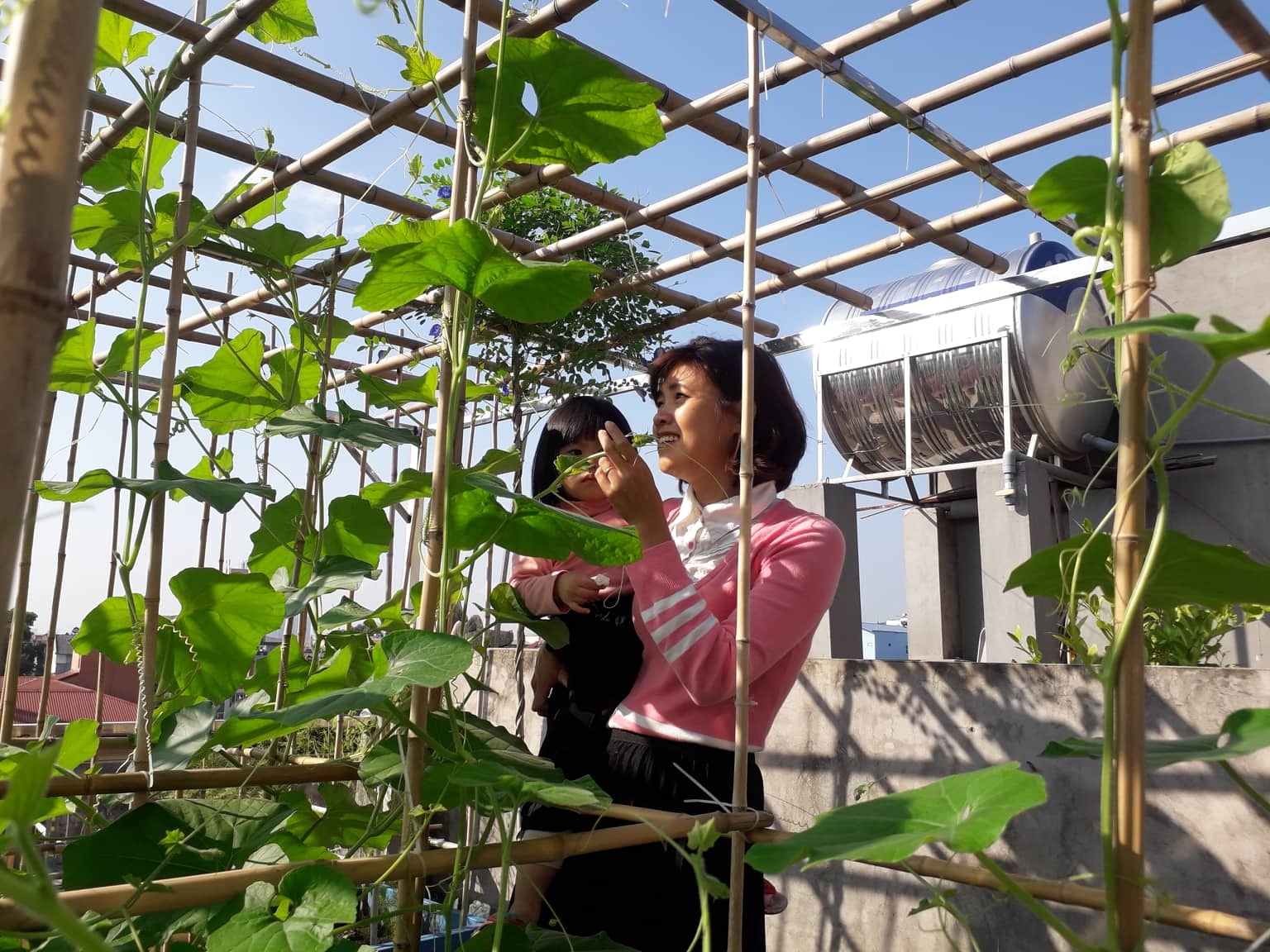 Khu vườn nhiều nắng ấm và rau quả sạch trên sân thượng rộng 50m2 ở Hà Nội khu vuon nhieu nang am va rau qua sach tren san thuong rong 50m2 o ha noi