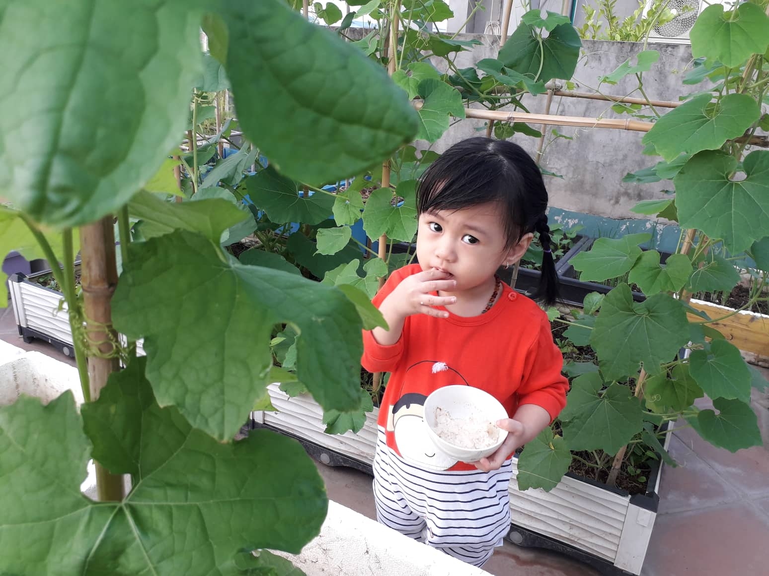 khu vuon nhieu nang am va rau qua sach tren san thuong rong 50m2 o ha noi