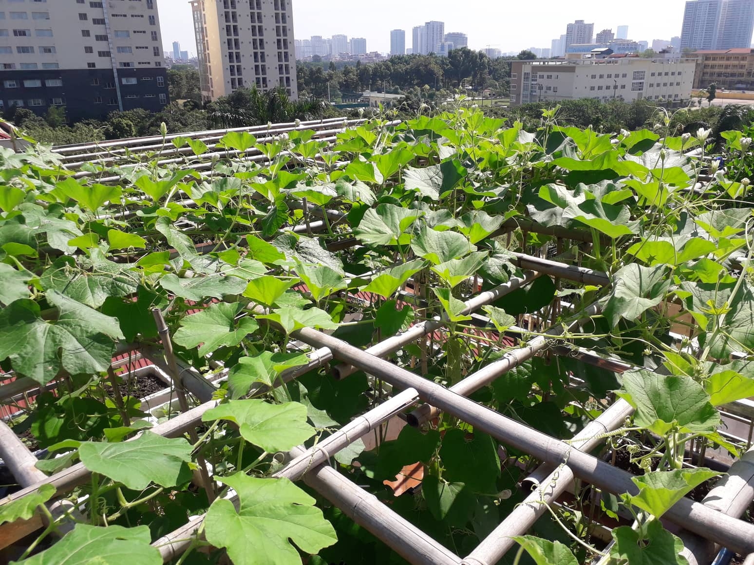 Khu vườn nhiều nắng ấm và rau quả sạch trên sân thượng rộng 50m2 ở Hà Nội khu vuon nhieu nang am va rau qua sach tren san thuong rong 50m2 o ha noi
