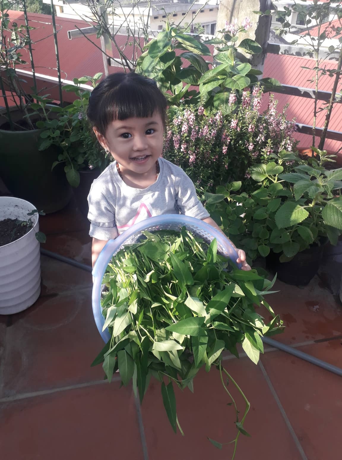 Khu vườn nhiều nắng ấm và rau quả sạch trên sân thượng rộng 50m2 ở Hà Nội khu vuon nhieu nang am va rau qua sach tren san thuong rong 50m2 o ha noi