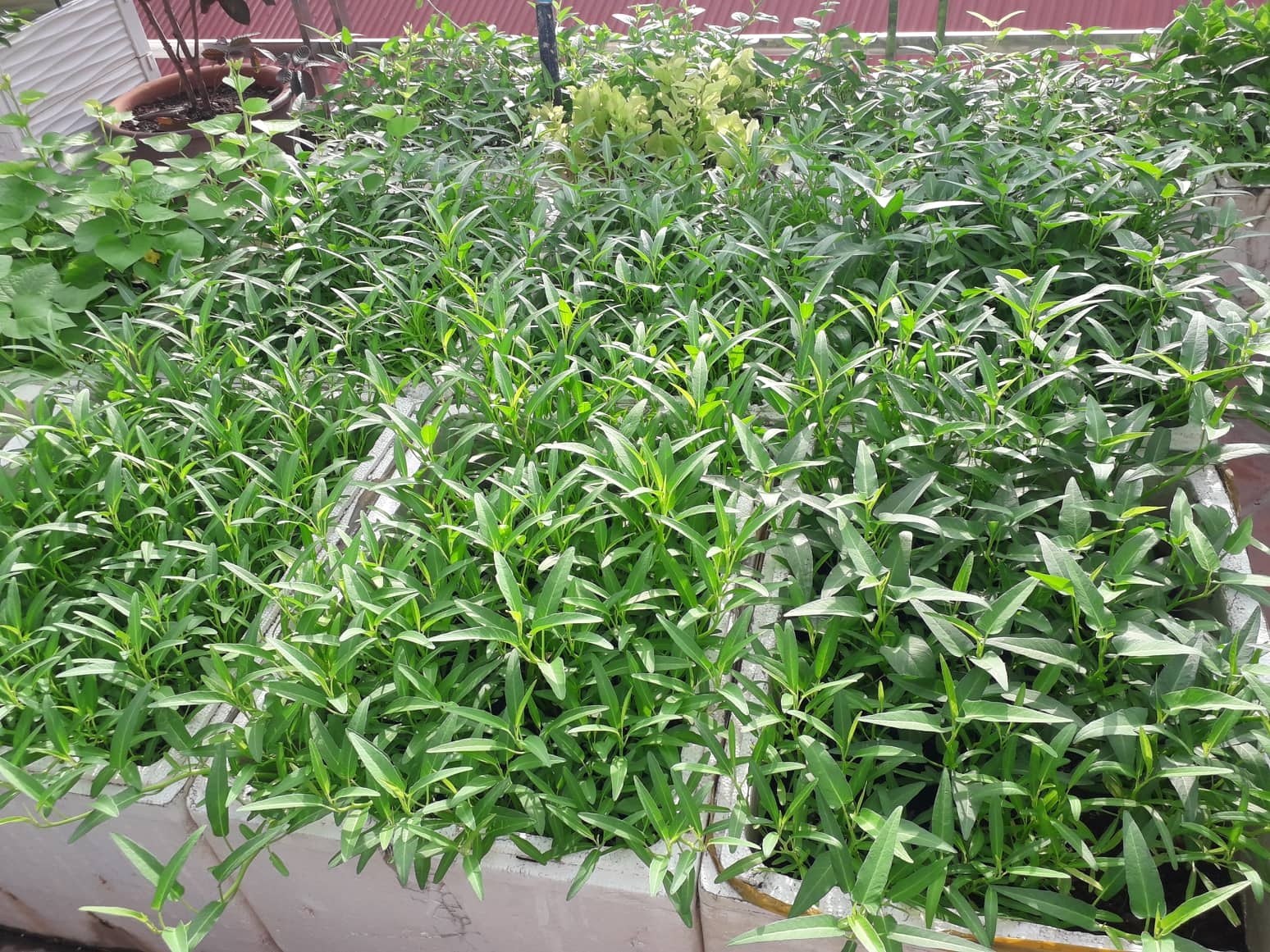 Khu vườn nhiều nắng ấm và rau quả sạch trên sân thượng rộng 50m2 ở Hà Nội khu vuon nhieu nang am va rau qua sach tren san thuong rong 50m2 o ha noi