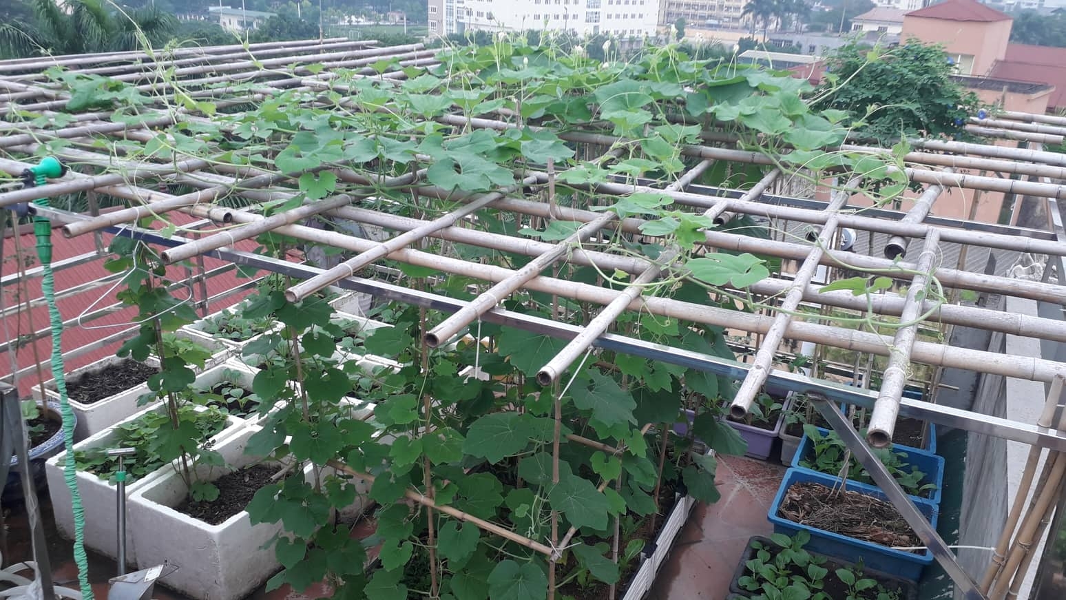 Khu vườn nhiều nắng ấm và rau quả sạch trên sân thượng rộng 50m2 ở Hà Nội khu vuon nhieu nang am va rau qua sach tren san thuong rong 50m2 o ha noi