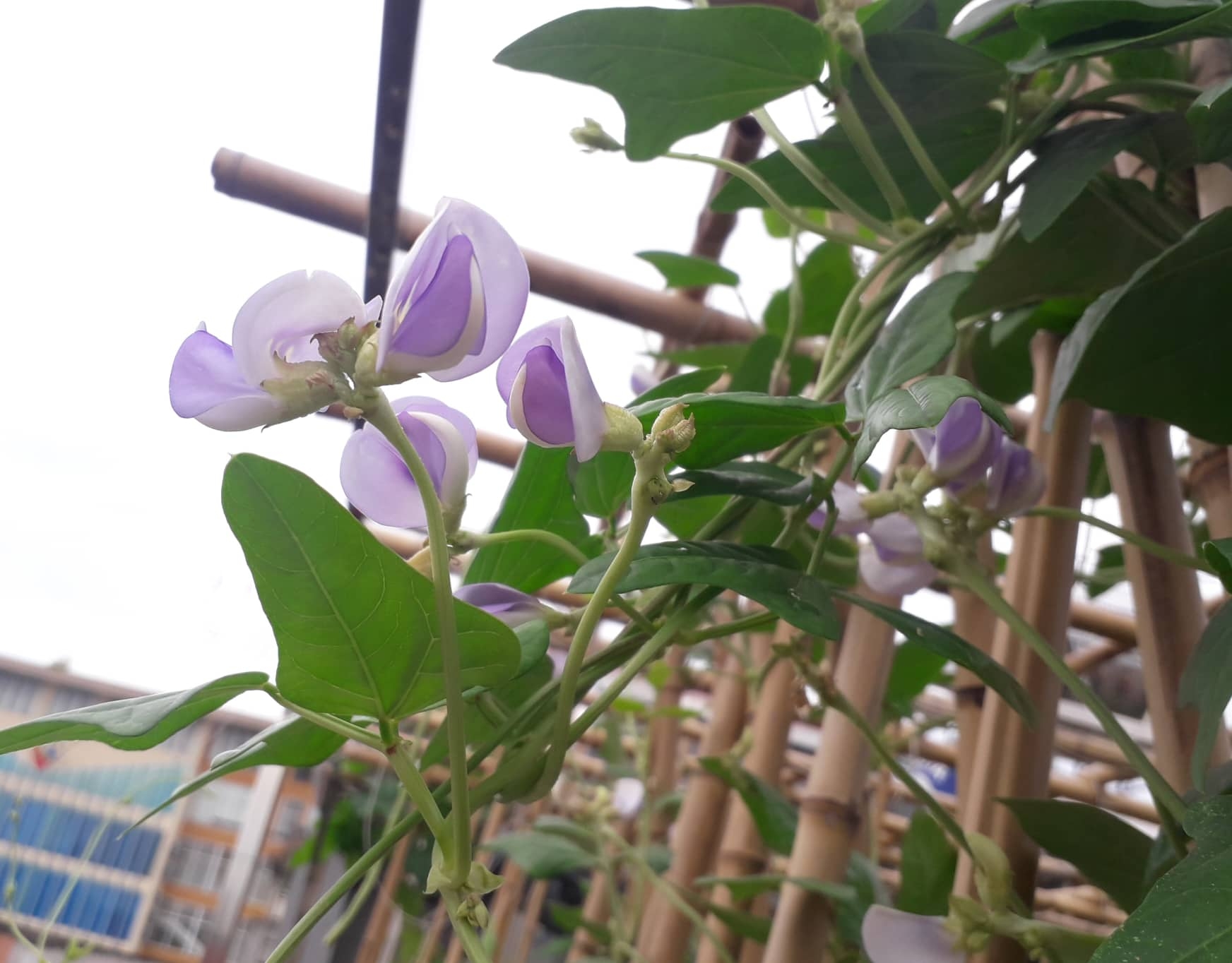 Khu vườn nhiều nắng ấm và rau quả sạch trên sân thượng rộng 50m2 ở Hà Nội khu vuon nhieu nang am va rau qua sach tren san thuong rong 50m2 o ha noi