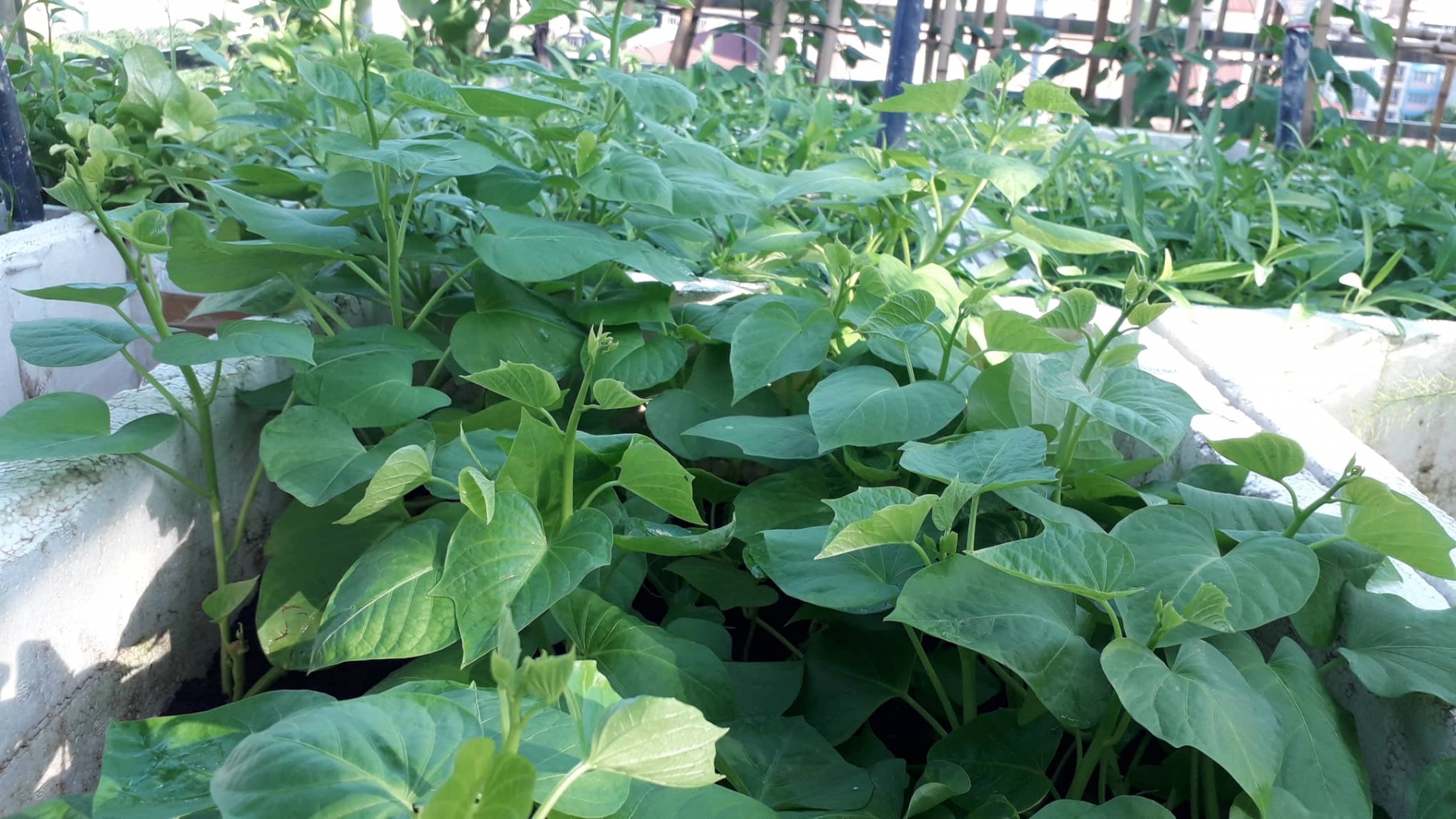 Khu vườn nhiều nắng ấm và rau quả sạch trên sân thượng rộng 50m2 ở Hà Nội khu vuon nhieu nang am va rau qua sach tren san thuong rong 50m2 o ha noi