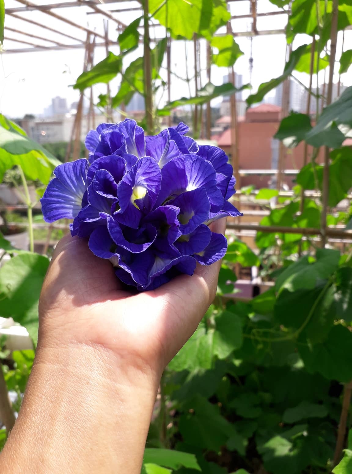 Khu vườn nhiều nắng ấm và rau quả sạch trên sân thượng rộng 50m2 ở Hà Nội khu vuon nhieu nang am va rau qua sach tren san thuong rong 50m2 o ha noi