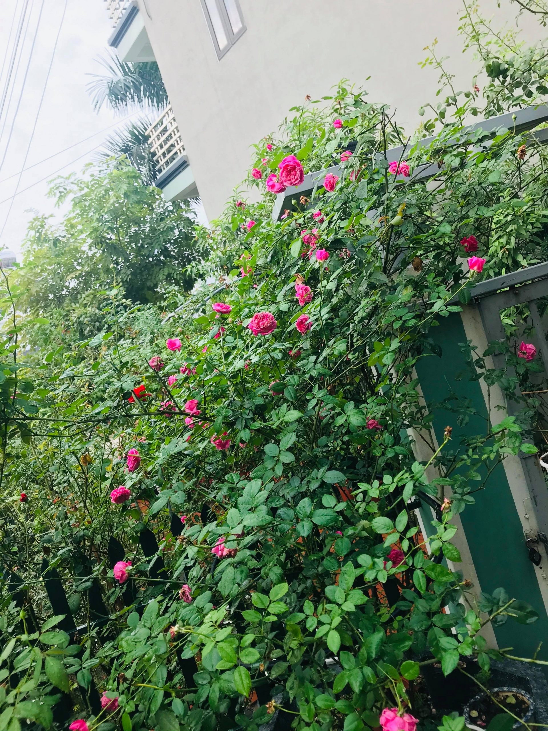 Vườn hồng 100m2 đẹp như cổ tích ở Hạ Long ba me o nha cham con tim niem vui ben vuon hong 100m2 dep nhu co tich o ha long