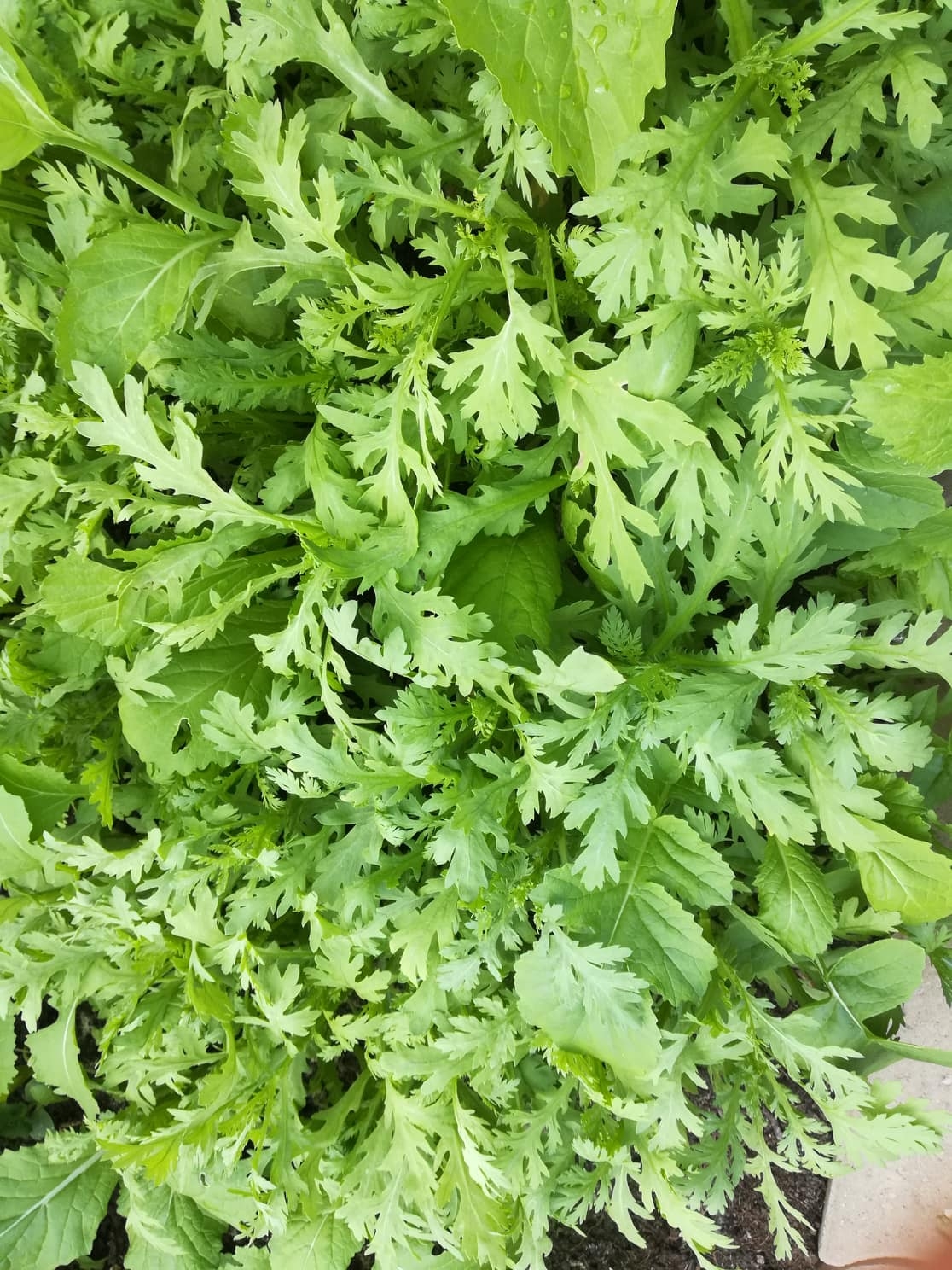khu vuon 500m2 du cay trai va rau sach cua me viet o duc