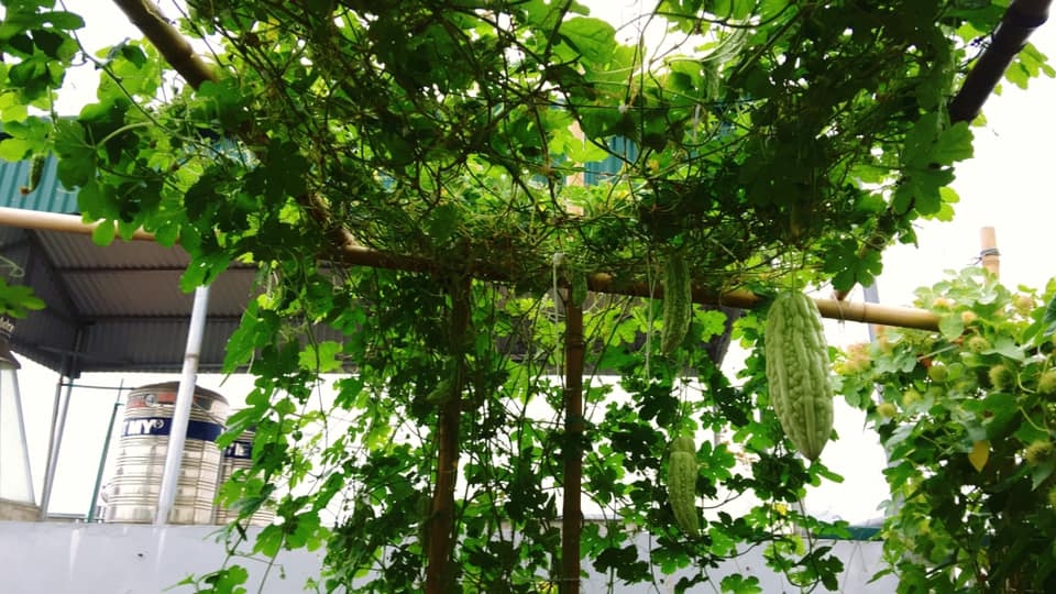 san thuong rau qua sach xanh tuoi bon mua cua ba me hai con ha noi