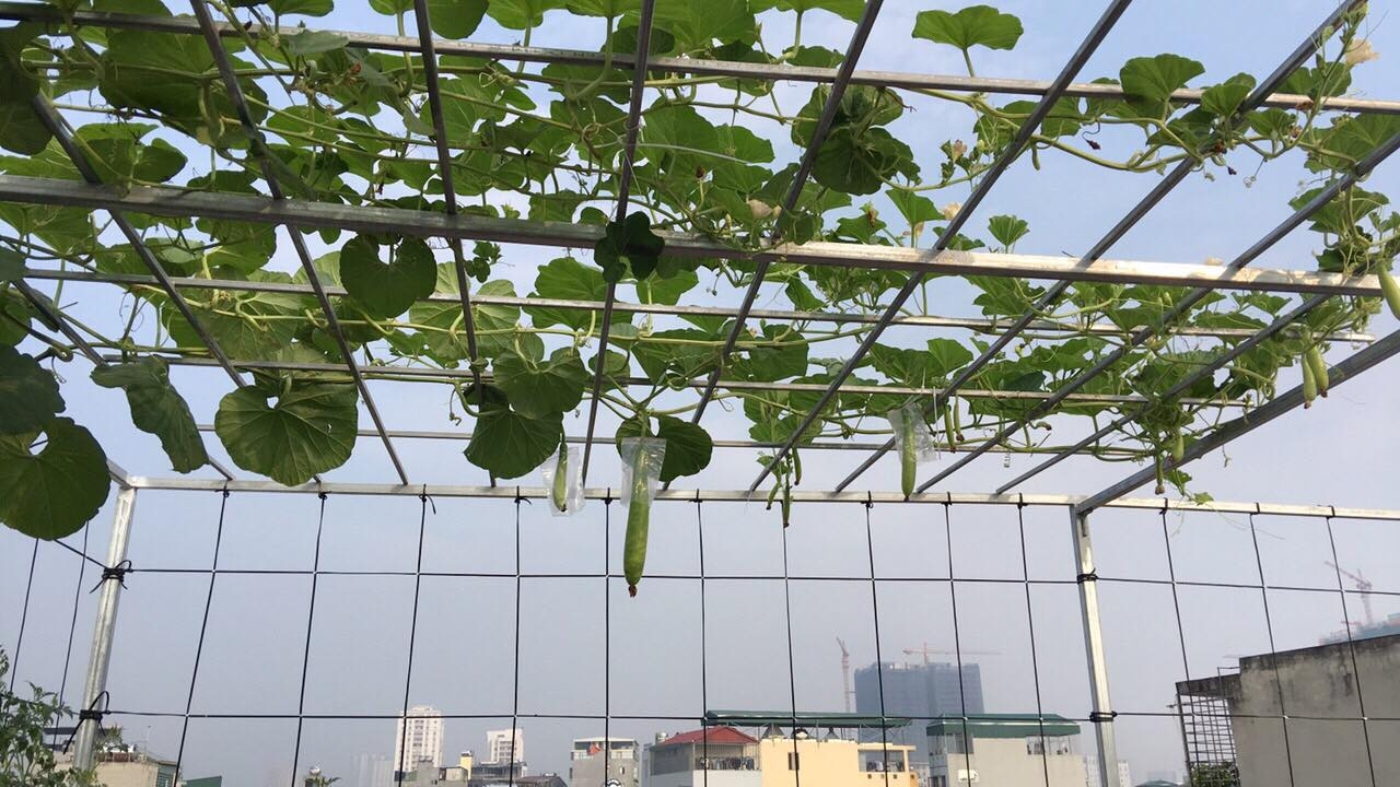 san thuong rau qua sach xanh tuoi bon mua cua ba me hai con ha noi
