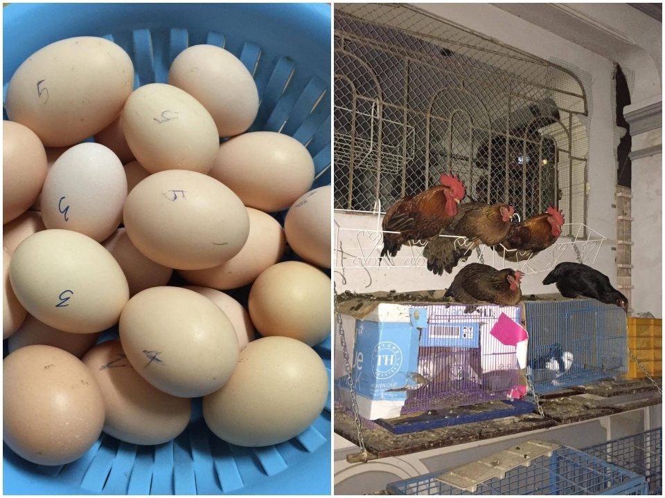 Vườn rau hữu cơ tốt tươi trên sân thượng của "nông dân thành thị" ở Hà Nội vuon rau huu co tot tuoi tren san thuong cua nong dan thanh thi o ha noi