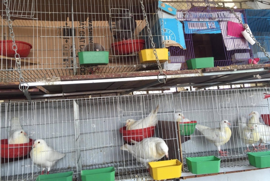 Vườn rau hữu cơ tốt tươi trên sân thượng của "nông dân thành thị" ở Hà Nội vuon rau huu co tot tuoi tren san thuong cua nong dan thanh thi o ha noi
