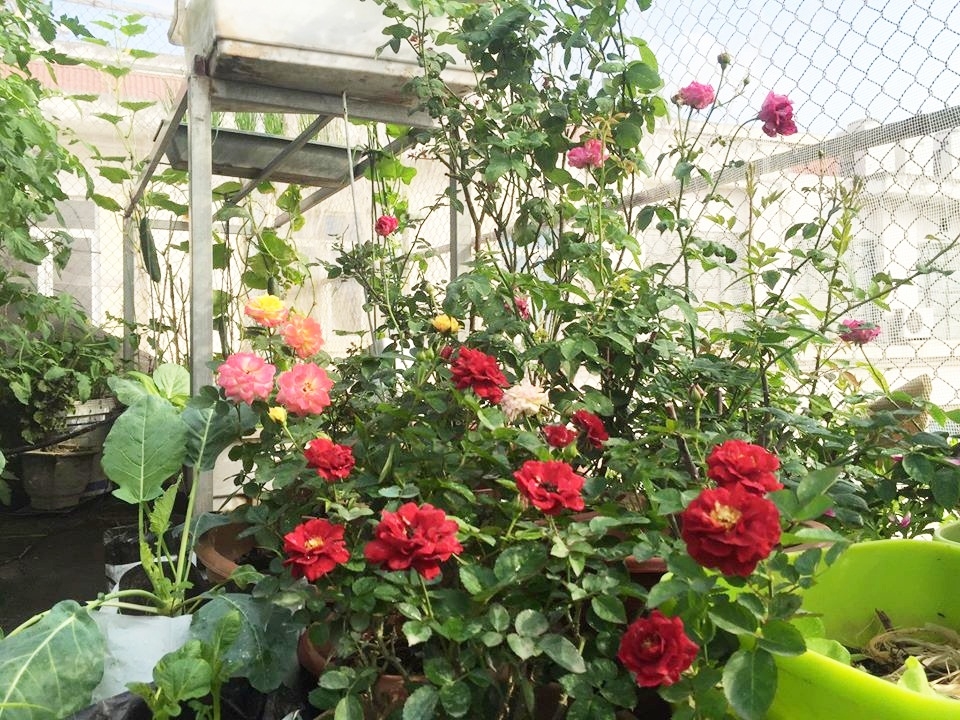 Vườn rau hữu cơ tốt tươi trên sân thượng của "nông dân thành thị" ở Hà Nội vuon rau huu co tot tuoi tren san thuong cua nong dan thanh thi o ha noi