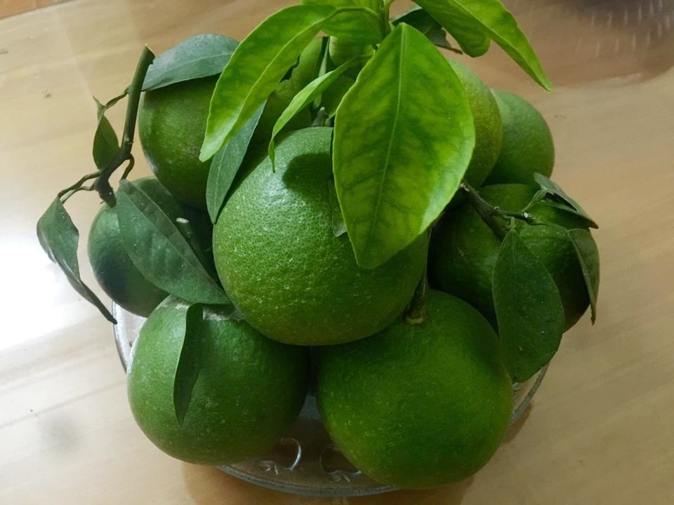 Vườn rau hữu cơ tốt tươi trên sân thượng của "nông dân thành thị" ở Hà Nội vuon rau huu co tot tuoi tren san thuong cua nong dan thanh thi o ha noi
