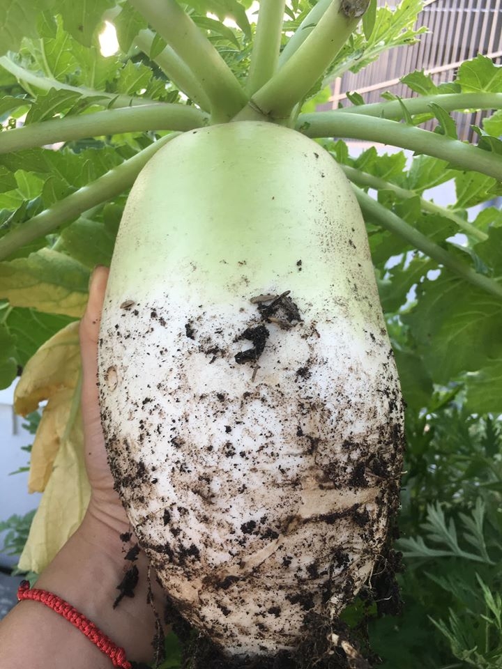 Vườn rau hữu cơ tốt tươi trên sân thượng của "nông dân thành thị" ở Hà Nội vuon rau huu co tot tuoi tren san thuong cua nong dan thanh thi o ha noi