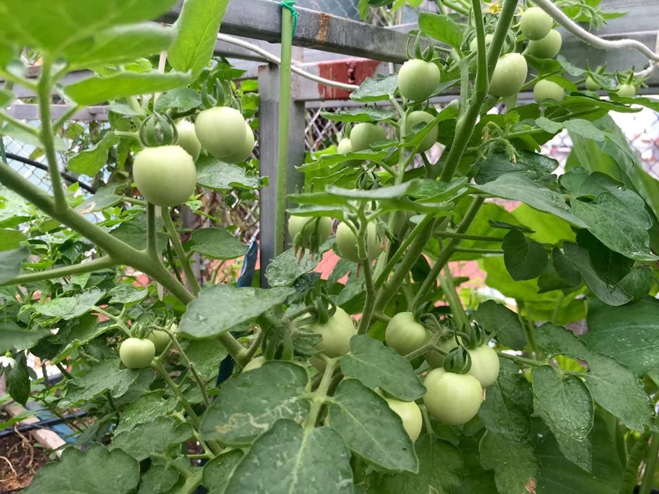 Vườn rau hữu cơ tốt tươi trên sân thượng của "nông dân thành thị" ở Hà Nội vuon rau huu co tot tuoi tren san thuong cua nong dan thanh thi o ha noi