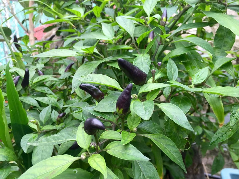 Vườn rau hữu cơ tốt tươi trên sân thượng của "nông dân thành thị" ở Hà Nội vuon rau huu co tot tuoi tren san thuong cua nong dan thanh thi o ha noi