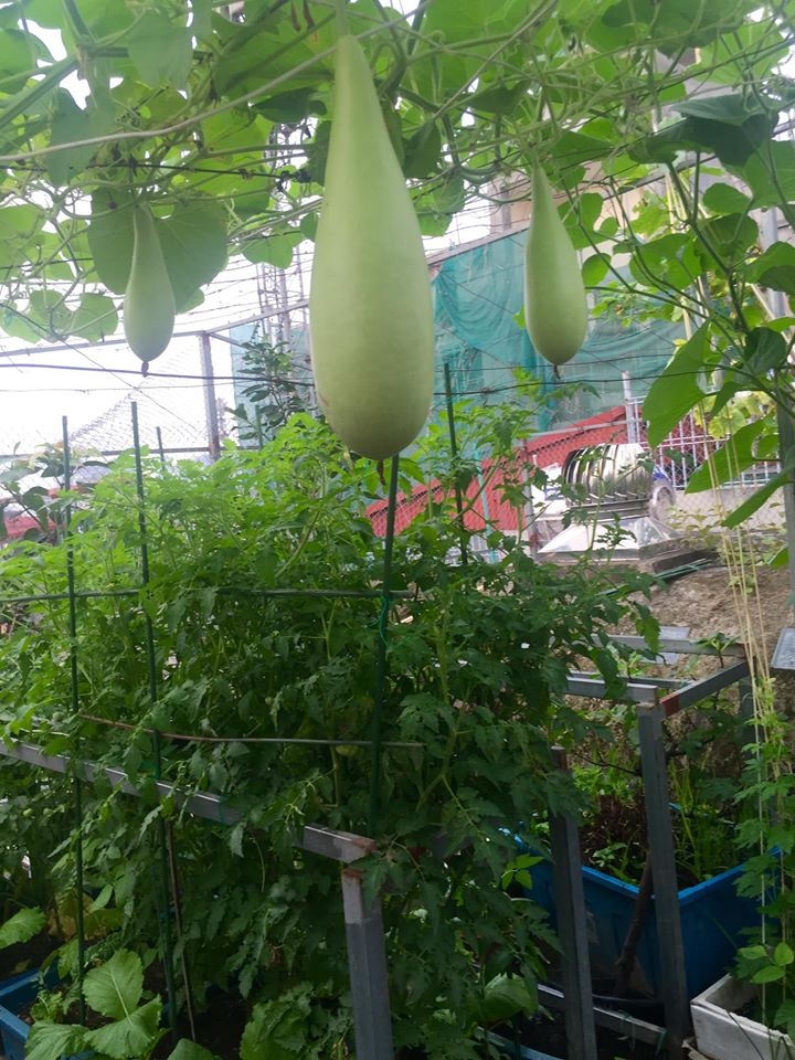 Vườn rau hữu cơ tốt tươi trên sân thượng của "nông dân thành thị" ở Hà Nội vuon rau huu co tot tuoi tren san thuong cua nong dan thanh thi o ha noi