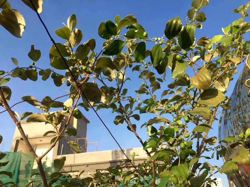 Vườn rau hữu cơ tốt tươi trên sân thượng của "nông dân thành thị" ở Hà Nội vuon rau huu co tot tuoi tren san thuong cua nong dan thanh thi o ha noi