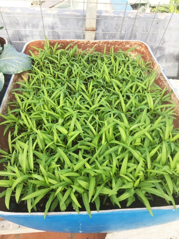 Sân thượng 30m2 quanh năm không thiếu rau ăn cho gia đình ở Sài Gòn san thuong 30m2 quanh nam khong thieu rau an cho gia dinh cua me hai con o sai gon