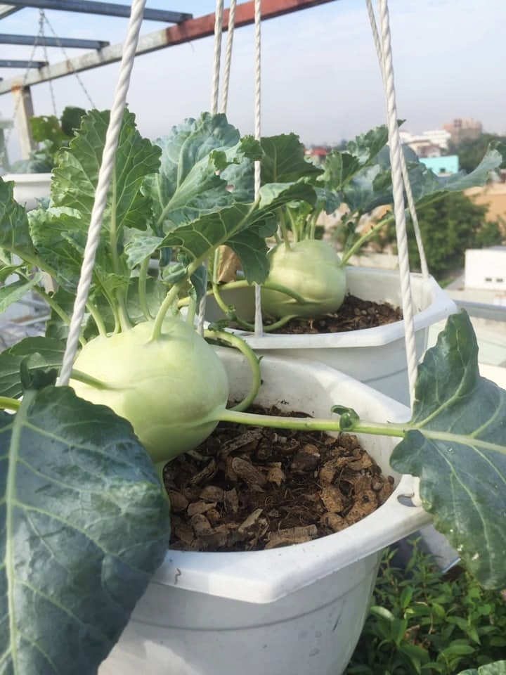 Sân thượng 30m2 quanh năm không thiếu rau ăn cho gia đình ở Sài Gòn san thuong 30m2 quanh nam khong thieu rau an cho gia dinh cua me hai con o sai gon