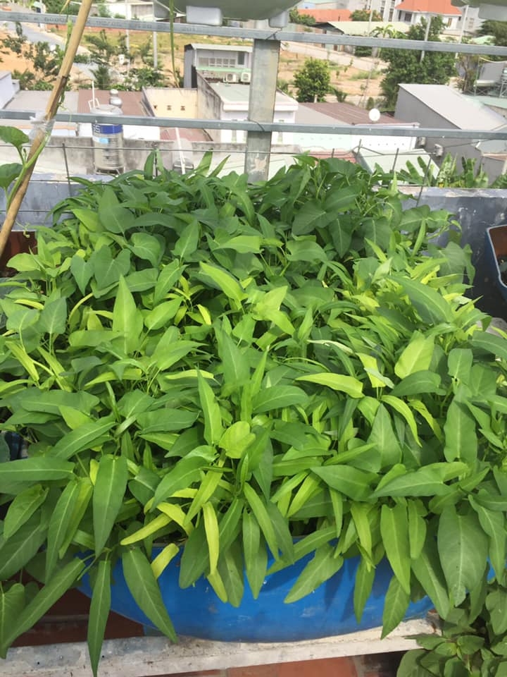 Sân thượng 30m2 quanh năm không thiếu rau ăn cho gia đình ở Sài Gòn san thuong 30m2 quanh nam khong thieu rau an cho gia dinh cua me hai con o sai gon