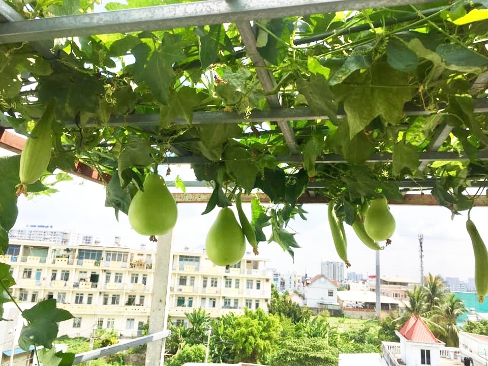 Sân thượng 30m2 quanh năm không thiếu rau ăn cho gia đình ở Sài Gòn san thuong 30m2 quanh nam khong thieu rau an cho gia dinh cua me hai con o sai gon