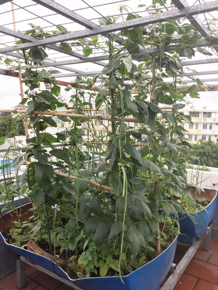 Sân thượng 30m2 quanh năm không thiếu rau ăn cho gia đình ở Sài Gòn san thuong 30m2 quanh nam khong thieu rau an cho gia dinh cua me hai con o sai gon