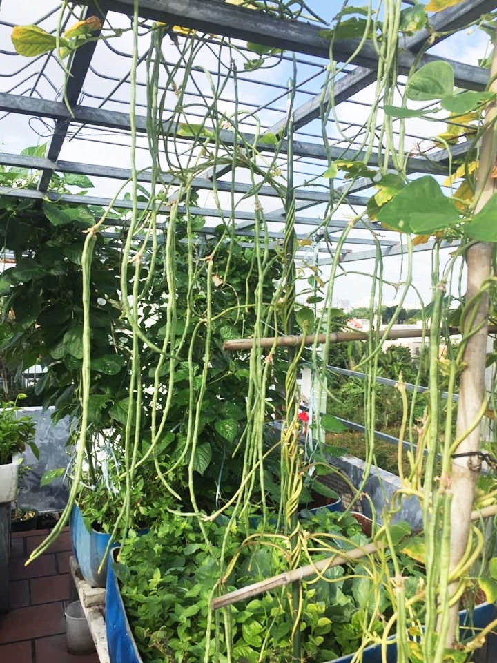 Sân thượng 30m2 quanh năm không thiếu rau ăn cho gia đình ở Sài Gòn san thuong 30m2 quanh nam khong thieu rau an cho gia dinh cua me hai con o sai gon