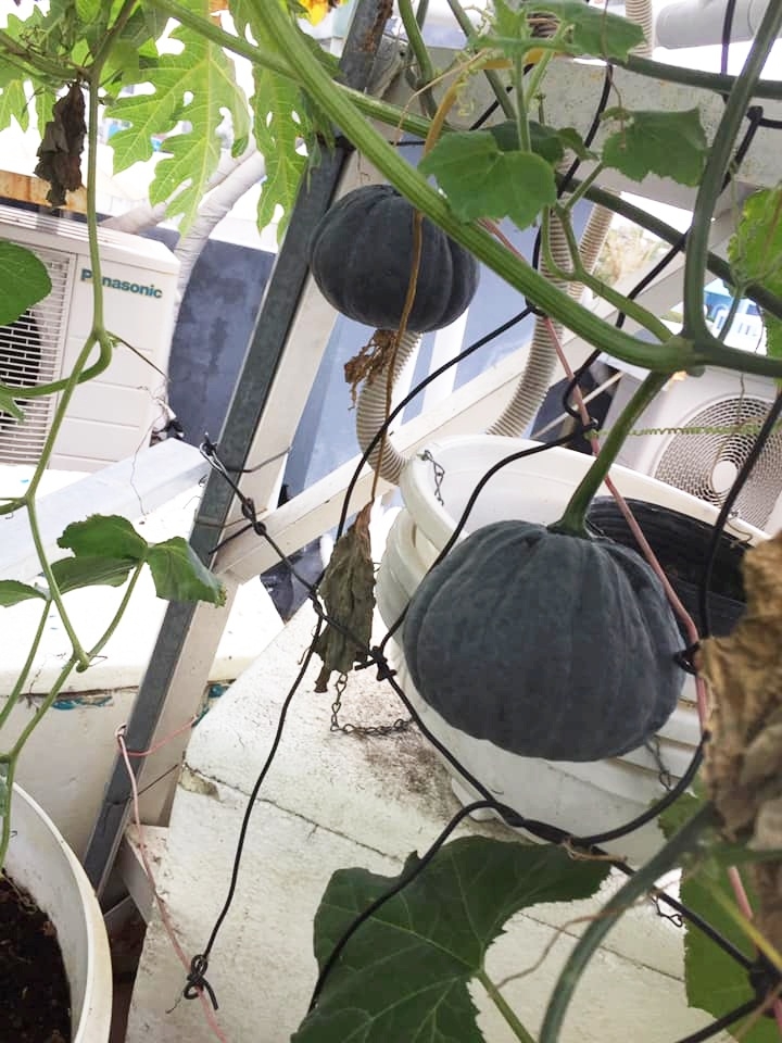 Sân thượng 30m2 quanh năm không thiếu rau ăn cho gia đình ở Sài Gòn san thuong 30m2 quanh nam khong thieu rau an cho gia dinh cua me hai con o sai gon