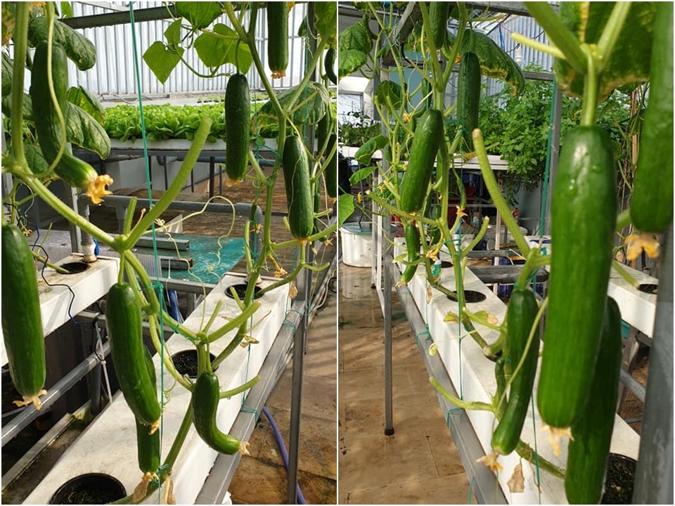 Đầu tư 80 triệu đồng, thu được kết quả bất ngờ khi trồng rau thủy canh trên sân thượng