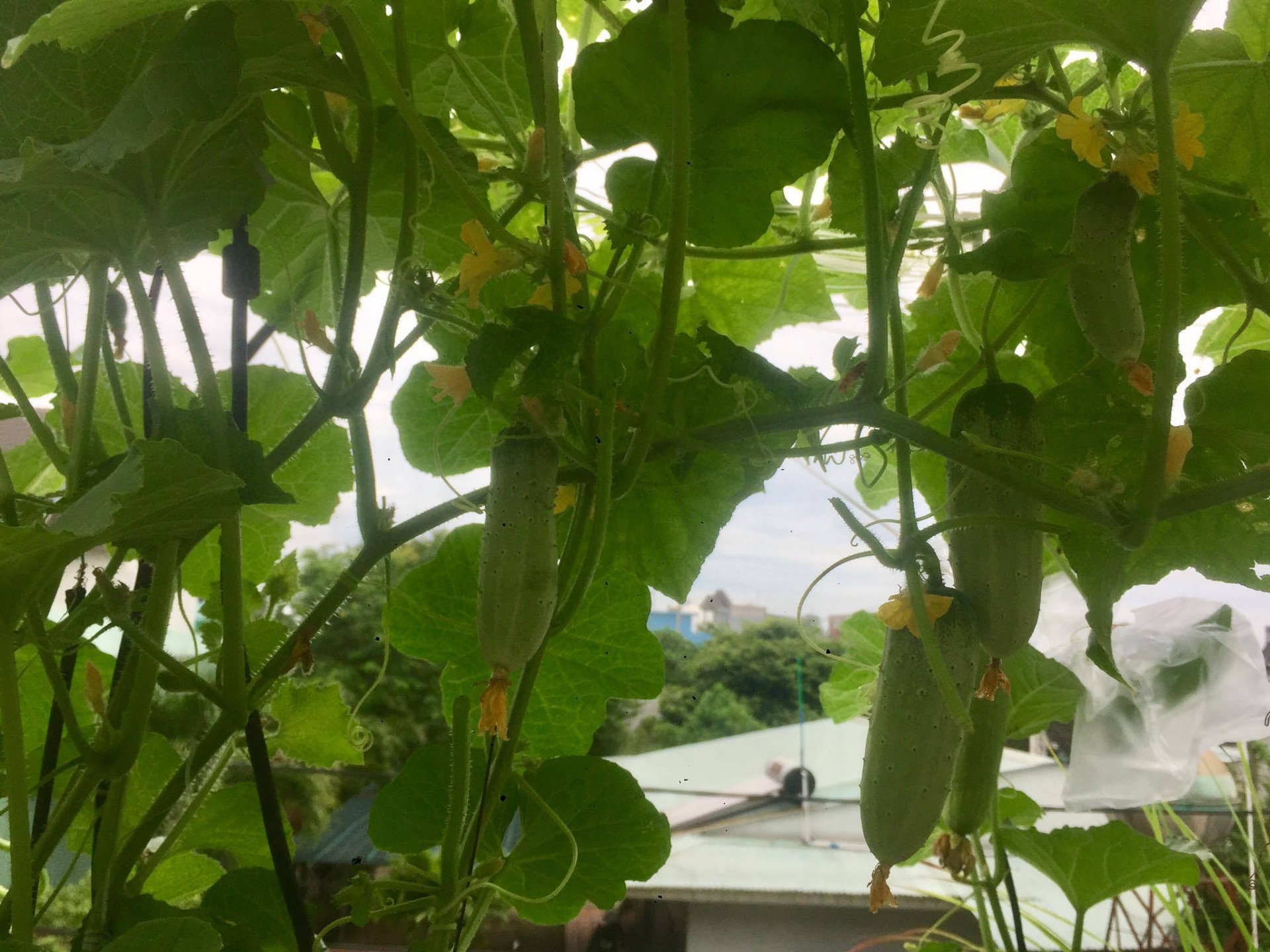 Ông bố đảm trồng cả vườn rau, nuôi đủ loại cá trên sân thượng ở Biên Hòa ong bo dam trong ca vuon rau nuoi du loai ca tren san thuong o bien hoa