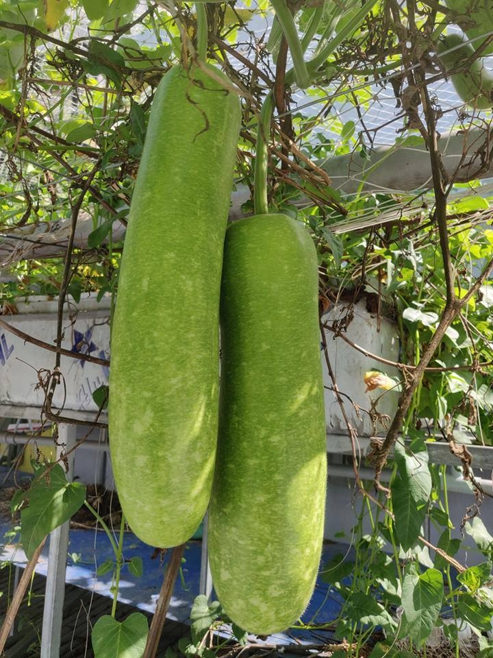 Ông bố đảm trồng cả vườn rau, nuôi đủ loại cá trên sân thượng ở Biên Hòa ong bo dam trong ca vuon rau nuoi du loai ca tren san thuong o bien hoa