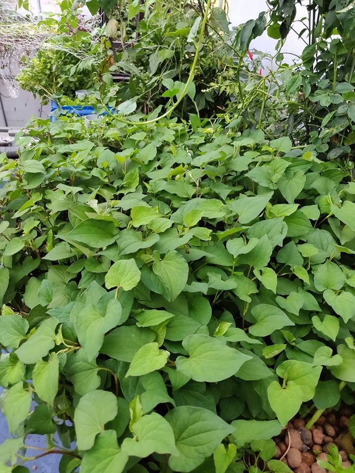 Ông bố đảm trồng cả vườn rau, nuôi đủ loại cá trên sân thượng ở Biên Hòa ong bo dam trong ca vuon rau nuoi du loai ca tren san thuong o bien hoa