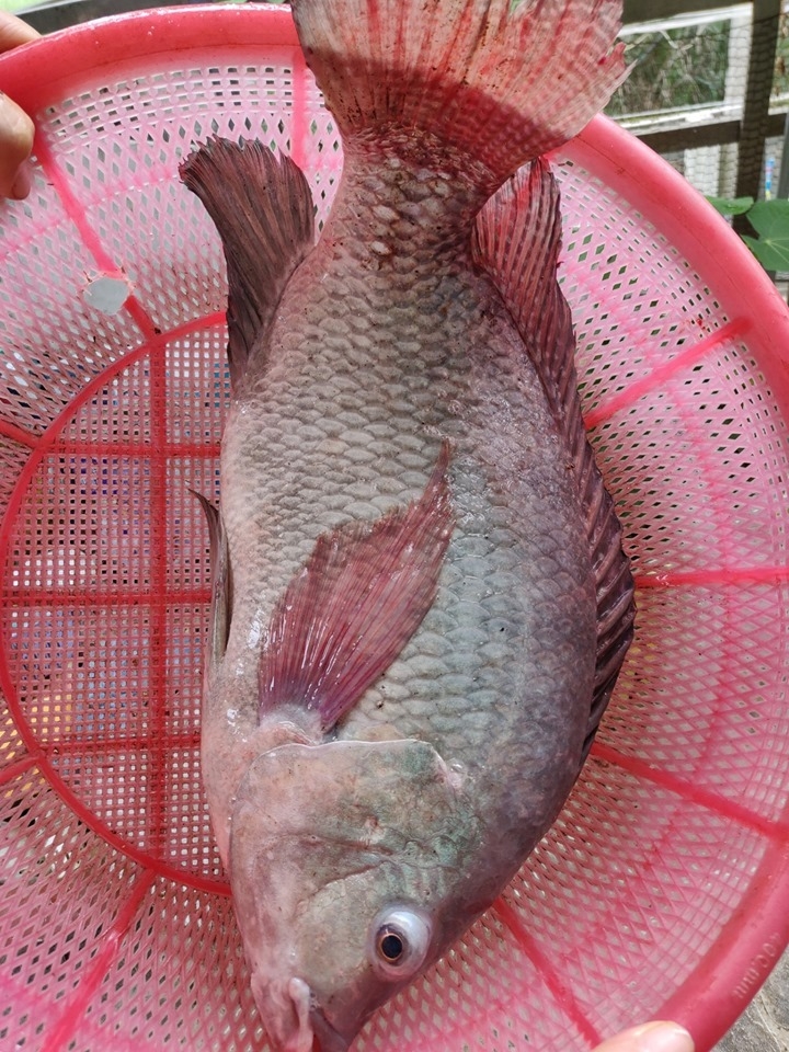 ong bo dam trong ca vuon rau nuoi du loai ca tren san thuong o bien hoa