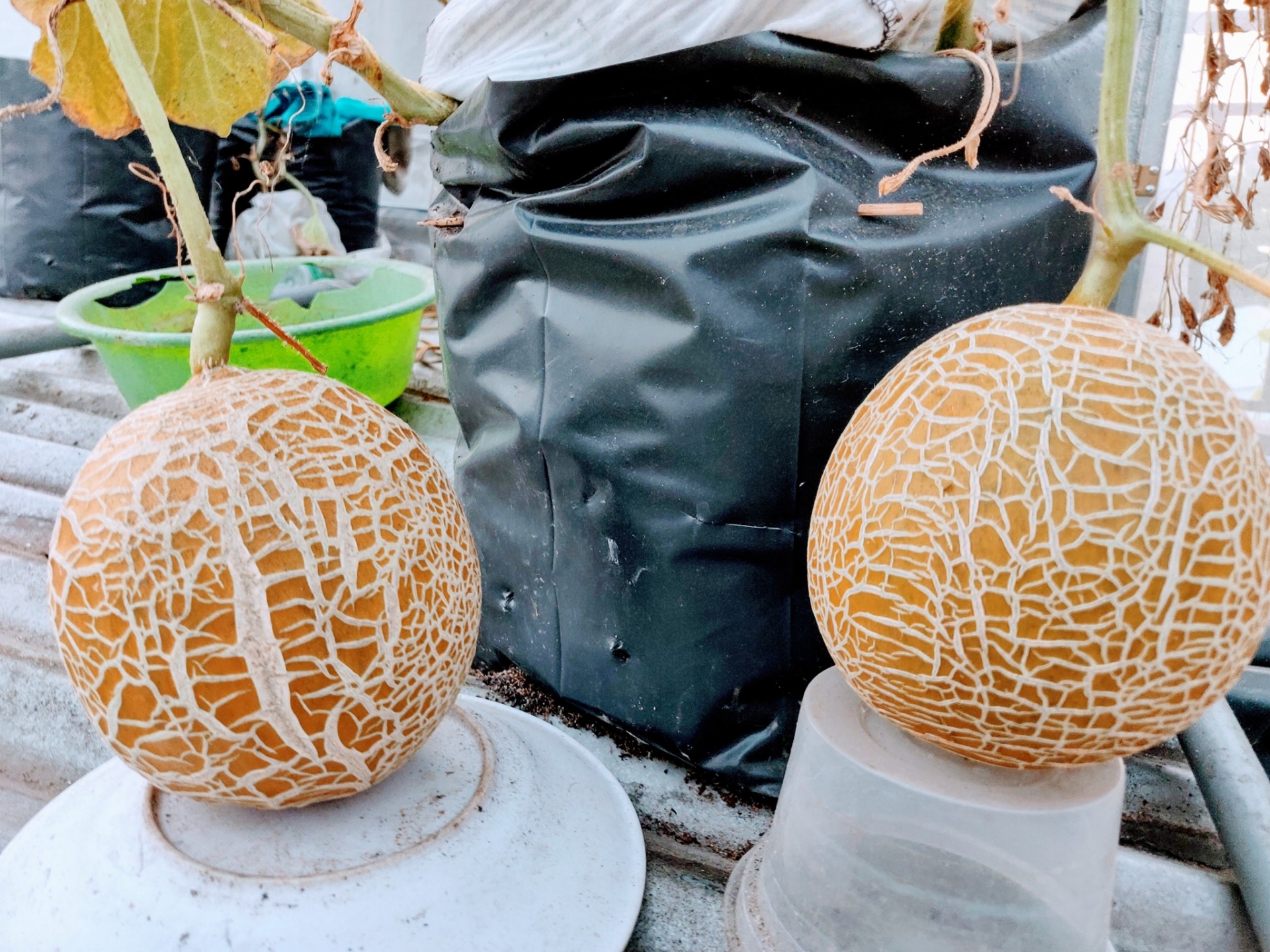 Ông bố đảm trồng cả vườn rau, nuôi đủ loại cá trên sân thượng ở Biên Hòa ong bo dam trong ca vuon rau nuoi du loai ca tren san thuong o bien hoa