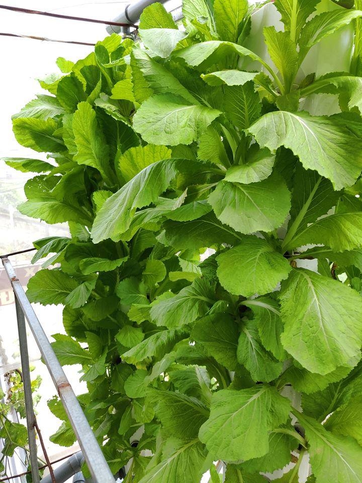 Ông bố đảm trồng cả vườn rau, nuôi đủ loại cá trên sân thượng ở Biên Hòa ong bo dam trong ca vuon rau nuoi du loai ca tren san thuong o bien hoa