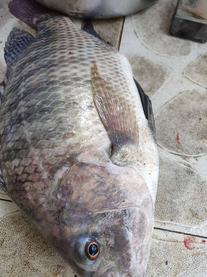 Ông bố đảm trồng cả vườn rau, nuôi đủ loại cá trên sân thượng ở Biên Hòa ong bo dam trong ca vuon rau nuoi du loai ca tren san thuong o bien hoa