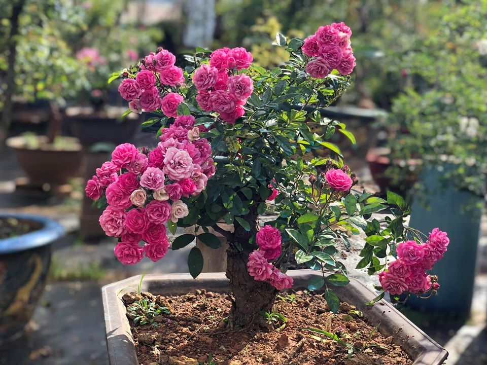 Khu vườn với những gốc hồng bonsai trị giá hàng trăm triệu ở Đà Lạt khu vuon voi nhung goc hong bonsai tri gia hang tram trieu o da lat
