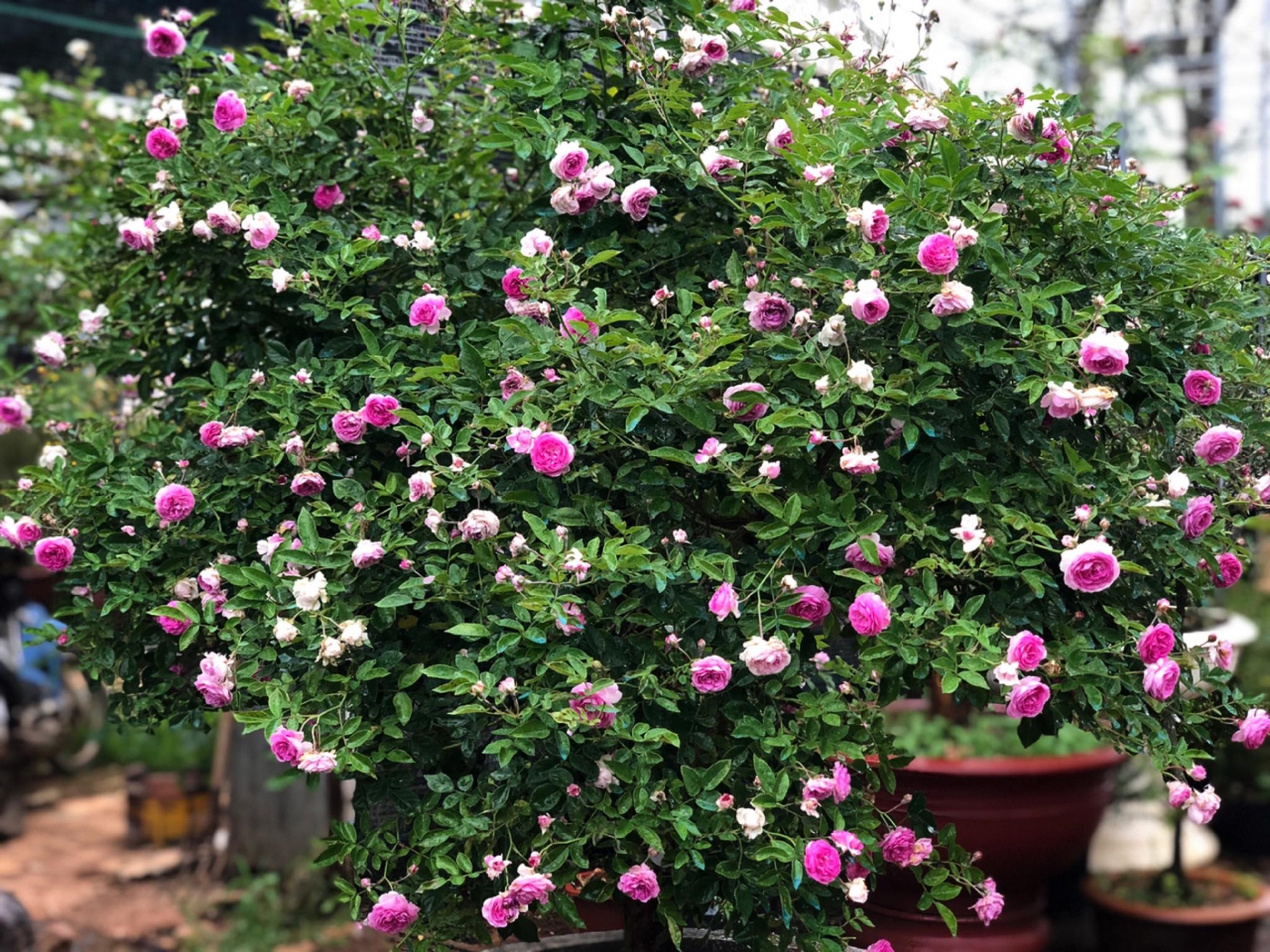 Khu vườn với những gốc hồng bonsai trị giá hàng trăm triệu ở Đà Lạt khu vuon voi nhung goc hong bonsai tri gia hang tram trieu o da lat