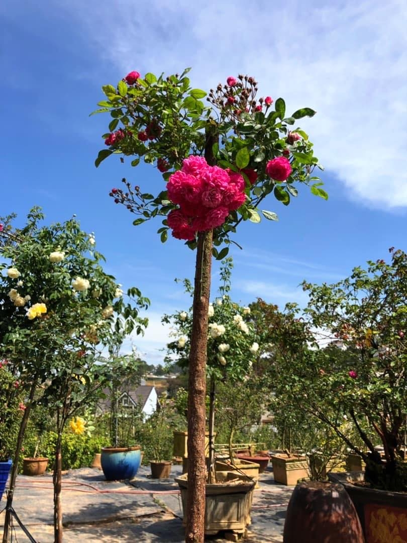 khu vuon voi nhung goc hong bonsai tri gia hang tram trieu o da lat