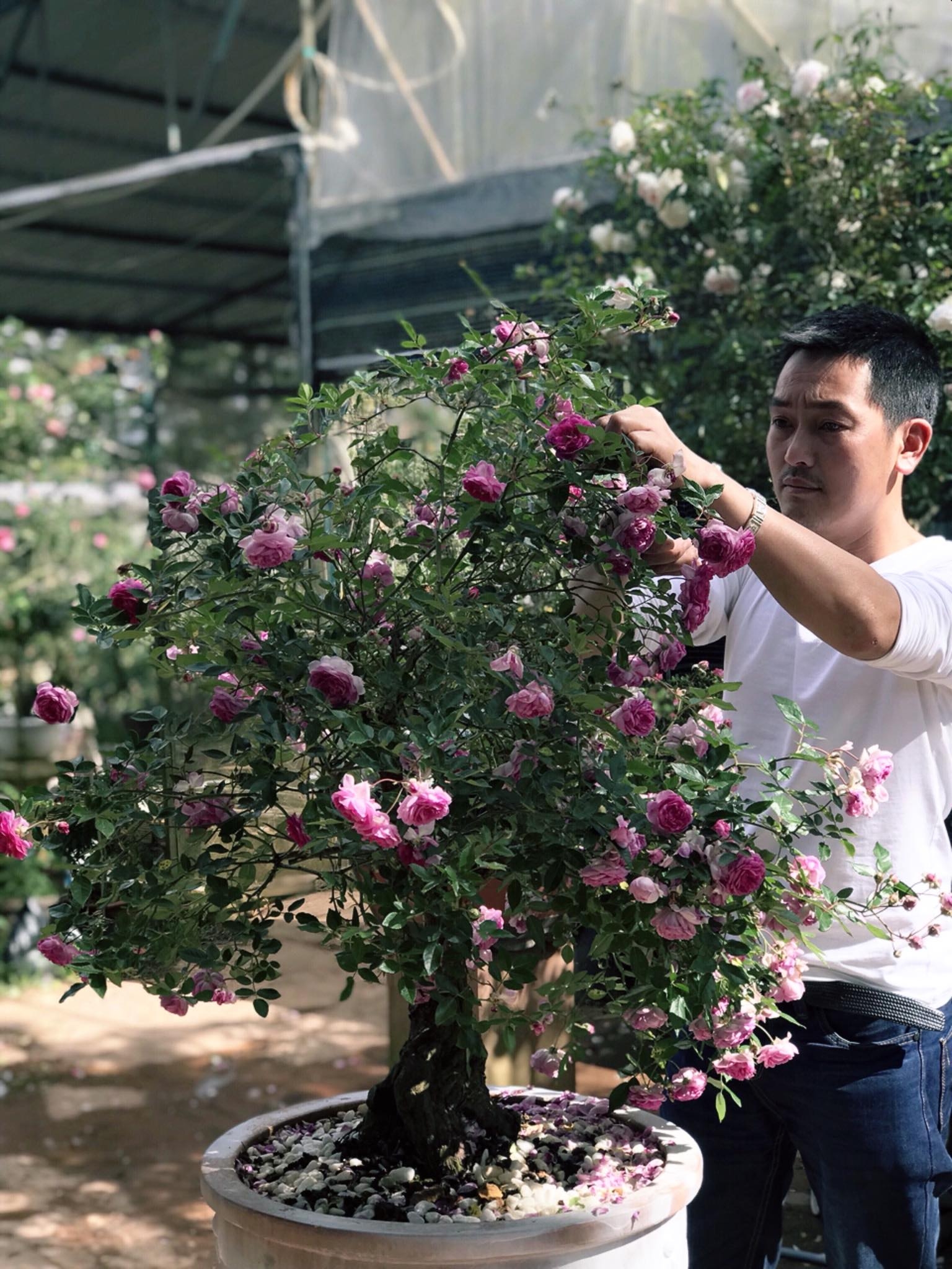 Khu vườn với những gốc hồng bonsai trị giá hàng trăm triệu ở Đà Lạt khu vuon voi nhung goc hong bonsai tri gia hang tram trieu o da lat